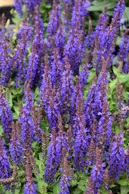 Attēlu rezultāti vaicājumam “Salvia nemorosa flower”