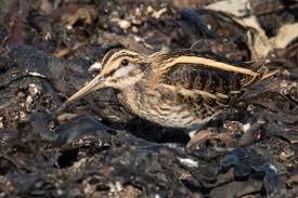 Image result for Lymnocryptes minimus