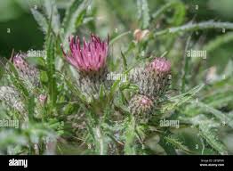Attēlu rezultāti vaicājumam “Cirsium palustre flower”