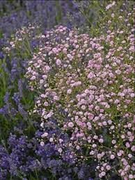 Attēlu rezultāti vaicājumam “Gypsophila paniculata flower”