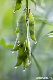 Attēlu rezultāti vaicājumam “Vicia cracca fruit”