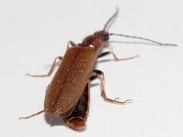 Attēlu rezultāti vaicājumam “Denticollis linearis”