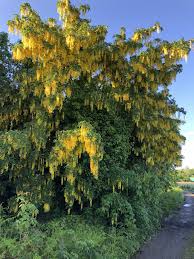 Attēlu rezultāti vaicājumam “Laburnum”