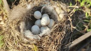 Attēlu rezultāti vaicājumam “Erithacus rubecula nest”