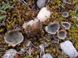 Attēlu rezultāti vaicājumam “Geopora arenicola”