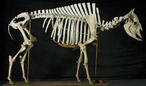 Attēlu rezultāti vaicājumam “Artiodactyla”