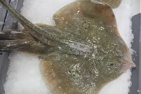 Image result for Raja montagui