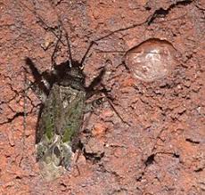 Attēlu rezultāti vaicājumam “Phytocoris longipennis”