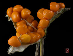 Attēlu rezultāti vaicājumam “Iris pseudacorus fruit”