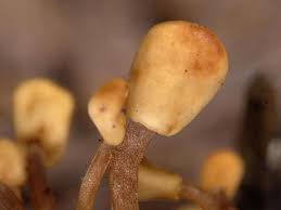 Attēlu rezultāti vaicājumam “Heyderia abietis”