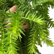 Attēlu rezultāti vaicājumam “Lycopodium dubium”