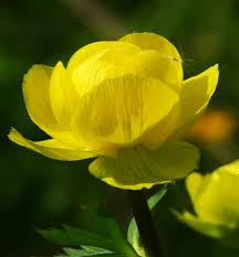 Attēlu rezultāti vaicājumam “Trollius europaeus flower”