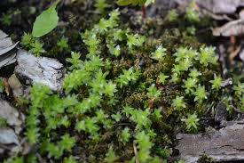 Attēlu rezultāti vaicājumam “Mnium stellare”