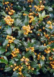 Attēlu rezultāti vaicājumam “Ilex x meserveae”