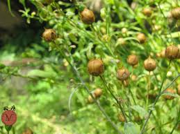 Attēlu rezultāti vaicājumam “Linum usitatissimum bud”