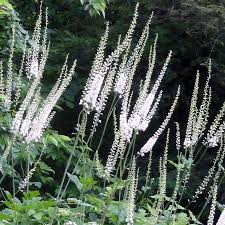 Image result for Silberkerze