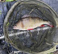 Image result for Plough Angling Society