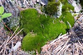 Attēlu rezultāti vaicājumam “Dicranum montanum sporophyte”