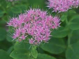 Attēlu rezultāti vaicājumam “Hylotelephium telephium”