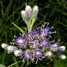 Attēlu rezultāti vaicājumam “Saussurea esthonica flower”