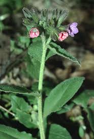 Attēlu rezultāti vaicājumam “Pulmonaria obscura bud”