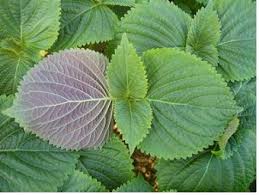 Image result for 깱깲깳깴깵깶깷깺깾깿꺀꺁꺂꺃꺆꺇꺈꺉꺊꺋꺍꺎꺏꺐