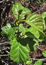 Attēlu rezultāti vaicājumam “Alnus incana leaf”
