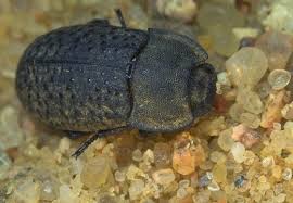 Attēlu rezultāti vaicājumam “Opatrum sabulosum”