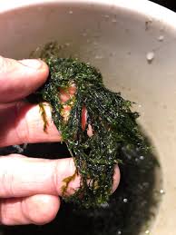 Attēlu rezultāti vaicājumam “Fontinalis antipyretica”