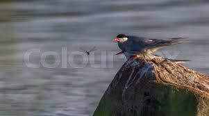 Attēlu rezultāti vaicājumam “Sterna hirundo adult”