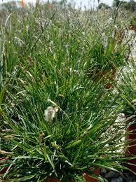 Attēlu rezultāti vaicājumam “Sesleria caerulea leaf”
