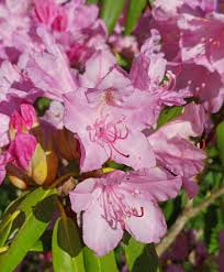 Attēlu rezultāti vaicājumam “Rhododendron catawbiense flower”