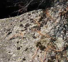 Attēlu rezultāti vaicājumam “Grimmia muehlenbeckii”