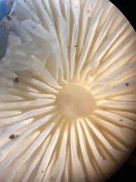 Attēlu rezultāti vaicājumam “Jungermannia hyalina cells”