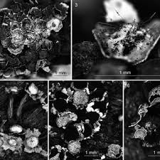 Attēlu rezultāti vaicājumam “Oligonema flavidum spores”