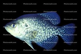 Image result for Pomoxis nigromaculatus