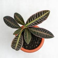 Attēlu rezultāti vaicājumam “Rhabdoweisia fugax sporophyte”