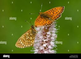 Attēlu rezultāti vaicājumam “Boloria eunomia”