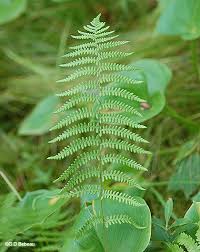 Attēlu rezultāti vaicājumam “Thelypteris palustris”