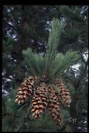 Attēlu rezultāti vaicājumam “Pinus peuce”