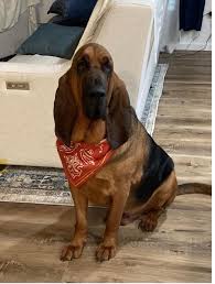 Image result for Carlisle BloodHounds