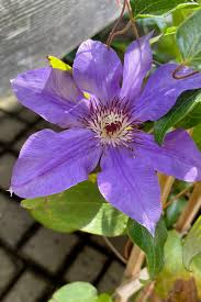 Attēlu rezultāti vaicājumam “Clematis flower”