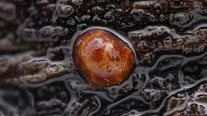 Attēlu rezultāti vaicājumam “Licea pygmaea macro”