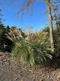 Image result for Miscanthus sinensis Zebrina