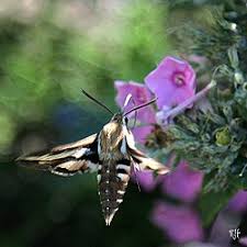 Attēlu rezultāti vaicājumam “Hyles gallii imago”