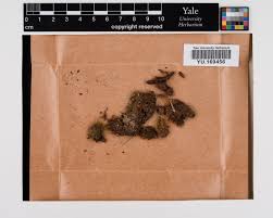 Attēlu rezultāti vaicājumam “Cephaloziella hampeana”