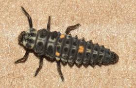 Attēlu rezultāti vaicājumam “Adalia bipunctata larva”