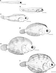 Image result for Myzopsetta ferruginea