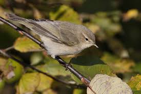 Attēlu rezultāti vaicājumam “Phylloscopus collybita”