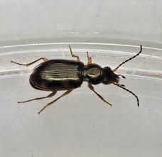 Attēlu rezultāti vaicājumam “Carabidae”